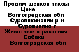 Продам щенков таксы › Цена ­ 1 500 - Волгоградская обл., Суровикинский р-н, Суровикино г. Животные и растения » Собаки   . Волгоградская обл.